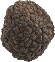 Tuber Aestivum