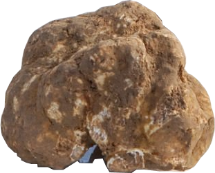 Tuber Magnatum