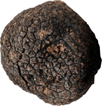 Tuber Melanosporum